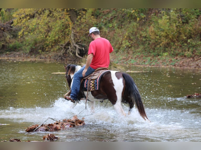 Missouri Foxtrotter Gelding 11 years Bay in sanora Ky