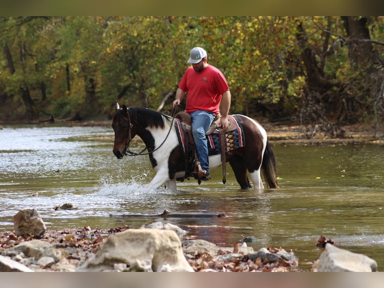 Missouri Foxtrotter Gelding 11 years Bay in sanora Ky