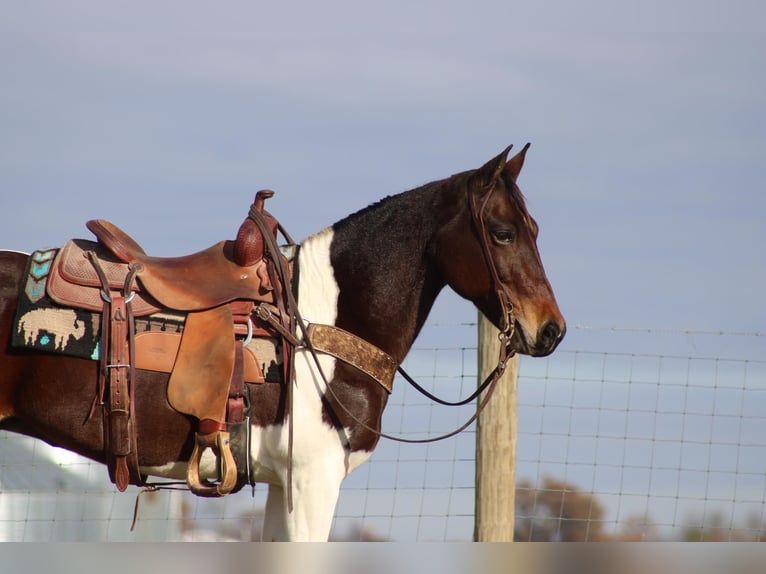 Missouri Foxtrotter Gelding 11 years Bay in sanora Ky