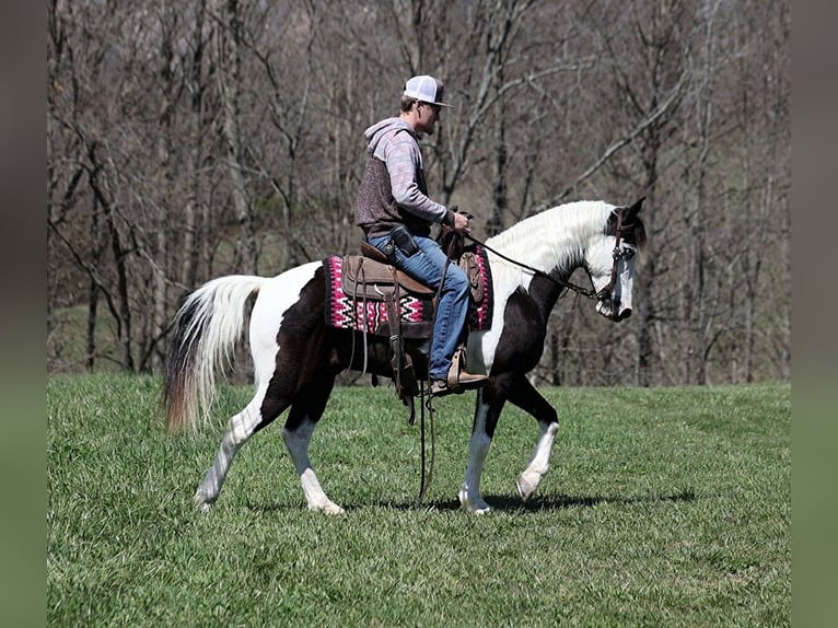Missouri Foxtrotter Gelding 12 years 14.1 hh Tobiano-all-colors in Parkers Lake KY