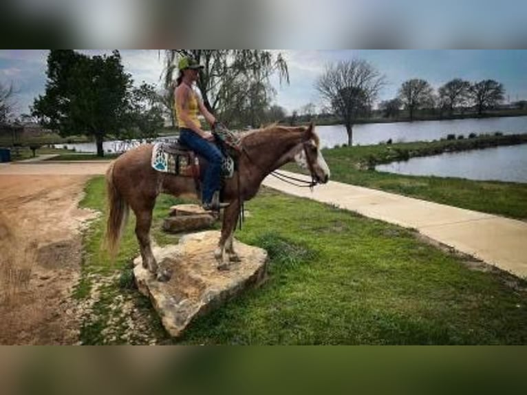 Missouri Foxtrotter Gelding 12 years 15,1 hh Roan-Red in Caddo OK