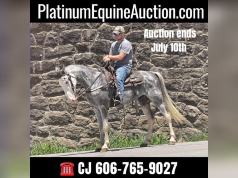 Missouri Foxtrotter Gelding 12 years 15,2 hh Gray in Whitley City KY