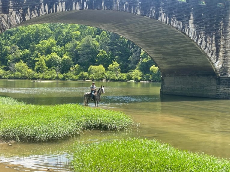 Missouri Foxtrotter Gelding 12 years 15,2 hh Gray in Whitley City KY