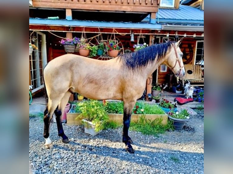 Missouri Foxtrotter Gelding 12 years 15 hh Buckskin in Scottsdale