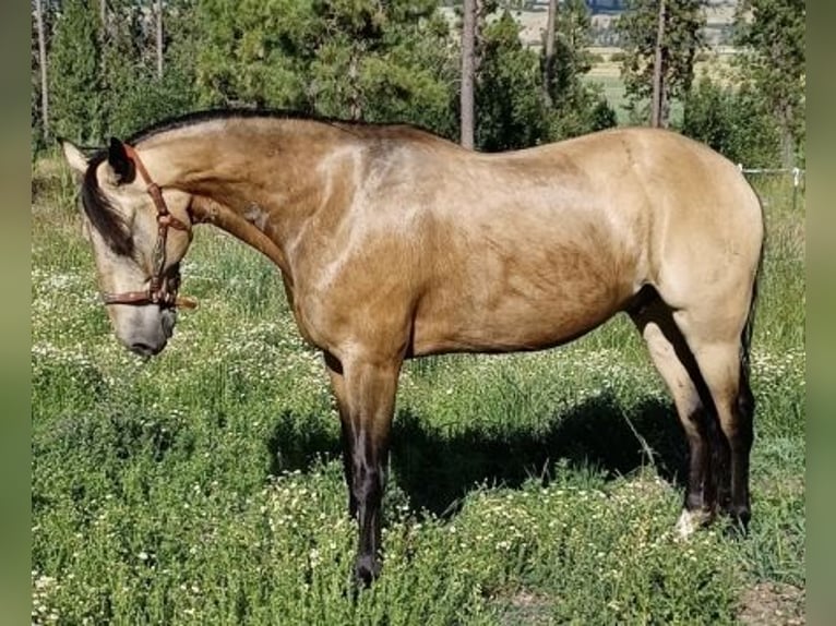 Missouri Foxtrotter Gelding 12 years 15 hh Buckskin in Scottsdale
