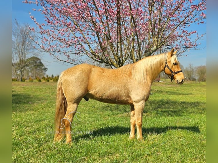 Missouri Foxtrotter Gelding 12 years 15 hh in Gillsville, ga