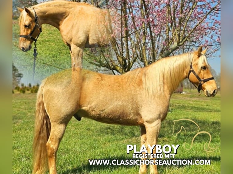 Missouri Foxtrotter Gelding 12 years 15 hh in Gillsville, ga