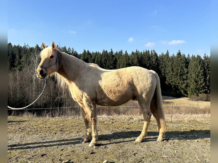 Missouri Foxtrotter Gelding 12 years 15 hh Palomino in Naila