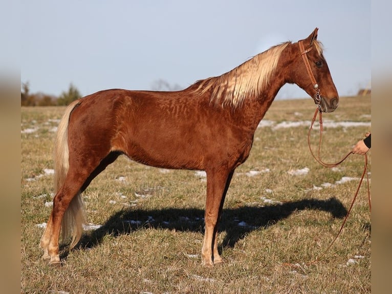 Missouri Foxtrotter Gelding 12 years 15 hh Sorrel in Whitley City KY