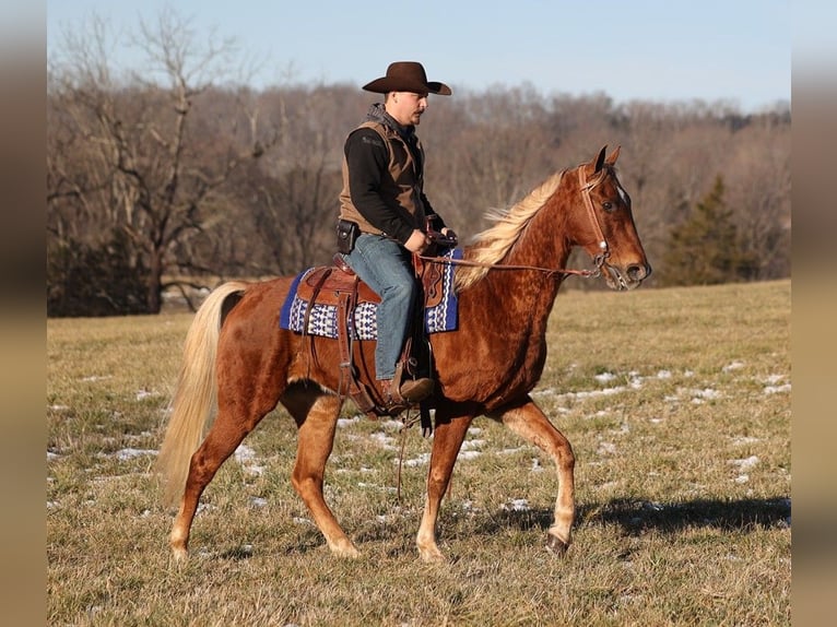 Missouri Foxtrotter Gelding 12 years 15 hh Sorrel in Whitley City KY