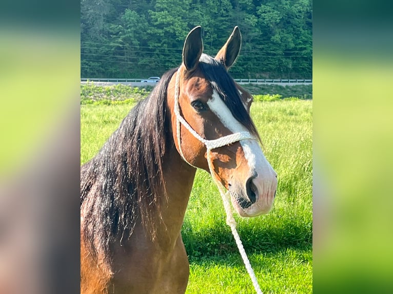 Missouri Foxtrotter Gelding 12 years Roan-Bay in West Liberty Ky