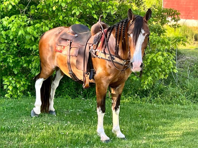 Missouri Foxtrotter Gelding 12 years Roan-Bay in West Liberty Ky