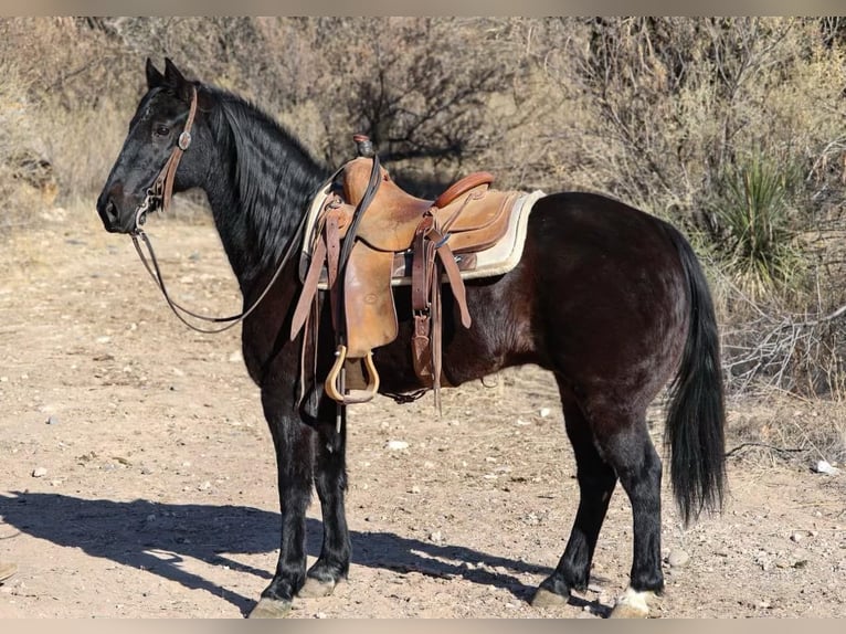 Missouri Foxtrotter Gelding 13 years 14 hh Black in Camp Verde AZ
