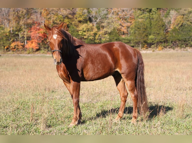Missouri Foxtrotter Gelding 13 years 14,1 hh Chestnut in Festus