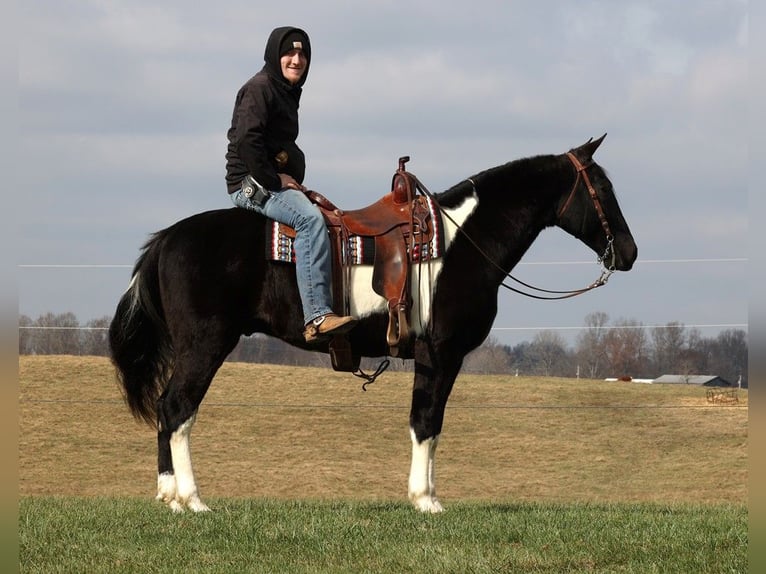 Missouri Foxtrotter Gelding 13 years 15,1 hh Tobiano-all-colors in Mount Vernon KY