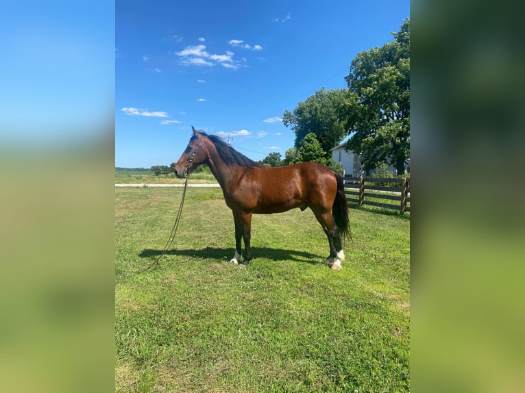Missouri Foxtrotter Gelding 13 years 15,2 hh Bay in Moscow OH