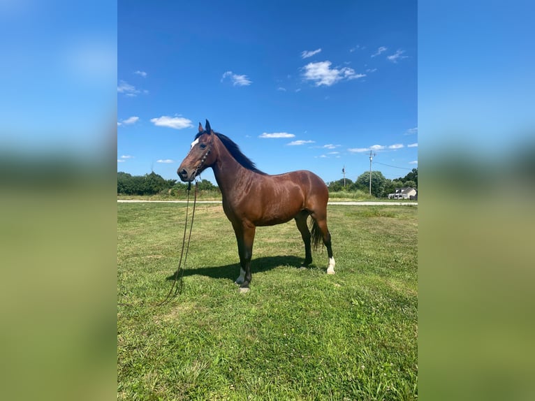 Missouri Foxtrotter Gelding 13 years 15,2 hh Bay in Moscow OH