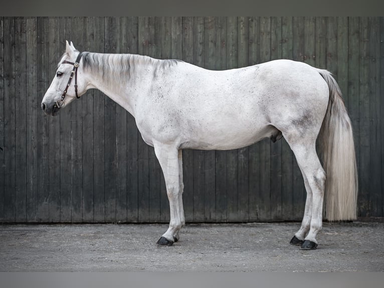 Missouri Foxtrotter Gelding 13 years 15.2 hh Grey-Dapple in Bonn