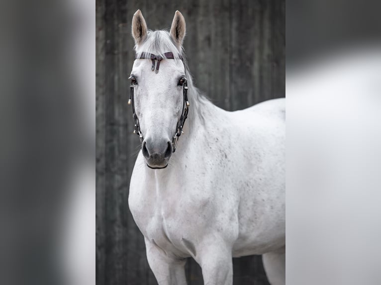 Missouri Foxtrotter Gelding 13 years 15,2 hh Grey-Dapple in Bonn