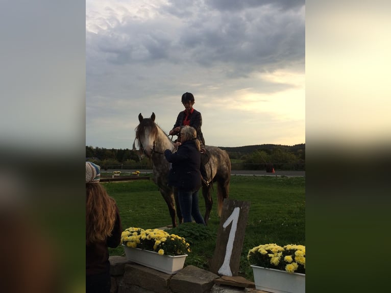 Missouri Foxtrotter Gelding 14 years 15,1 hh Gray-Dapple in Winterwerb