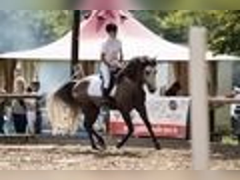 Missouri Foxtrotter Gelding 14 years 15,1 hh Gray-Dapple in Winterwerb