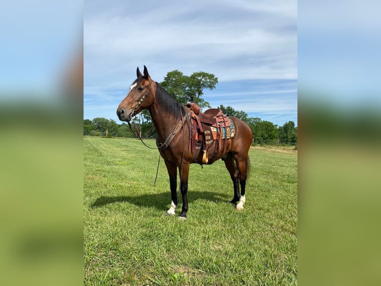 Missouri Foxtrotter Gelding 14 years 15,2 hh Bay in Moscow OH