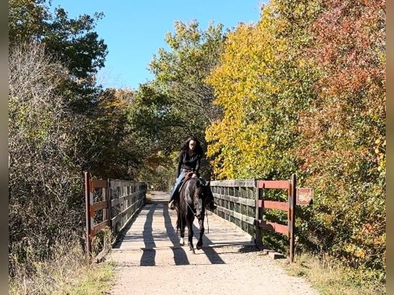 Missouri Foxtrotter Gelding 14 years 15,2 hh Black in Weatherford, TX