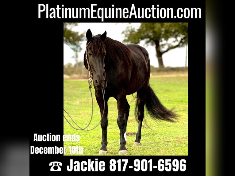 Missouri Foxtrotter Gelding 14 years 15,2 hh Black in Weatherford, TX