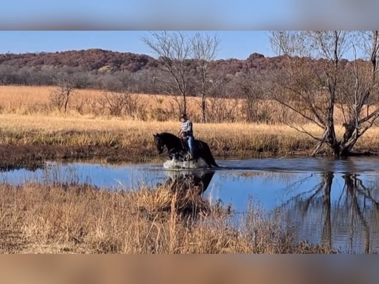 Missouri Foxtrotter Gelding 14 years 15,2 hh Black in Weatherford, TX