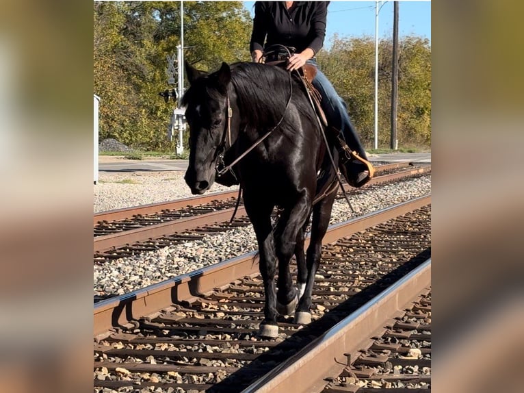 Missouri Foxtrotter Gelding 14 years 15,2 hh Black in Weatherford, TX