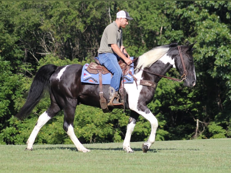 Missouri Foxtrotter Gelding 14 years 15,2 hh Tobiano-all-colors in Jamestown KY