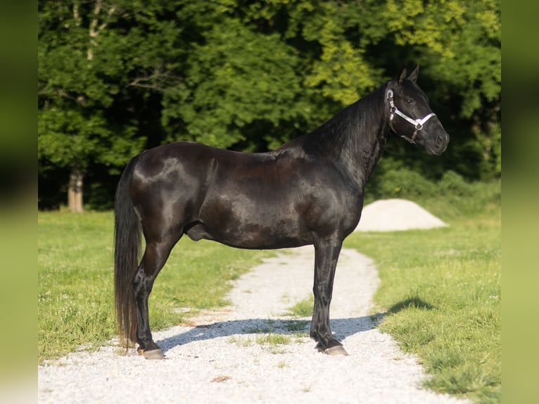 Missouri Foxtrotter Gelding 14 years 15 hh Black in Marble Hill