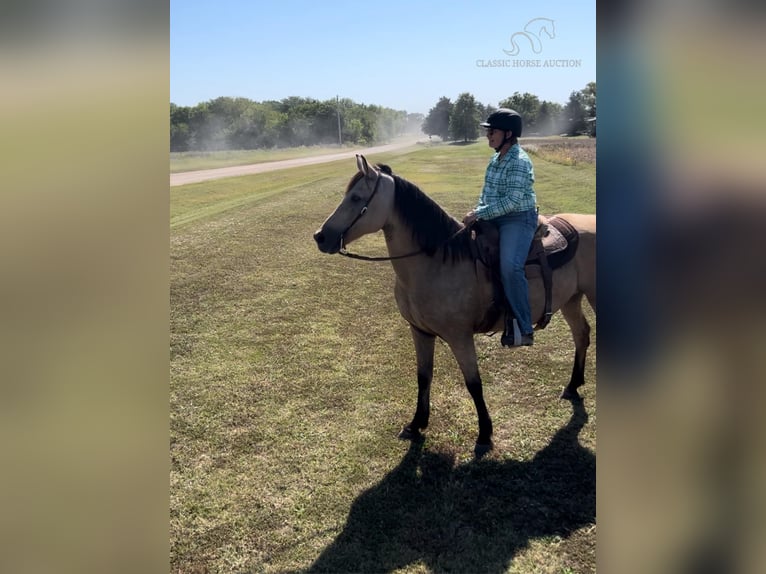 Missouri Foxtrotter Gelding 14 years 15 hh Buckskin in Maize, KS