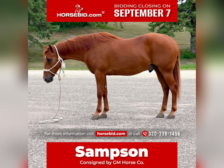 Missouri Foxtrotter Gelding 14 years 15 hh Sorrel in Cannon Falls