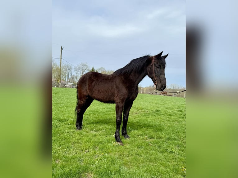 Missouri Foxtrotter Gelding 14 years Black in Moscow OH