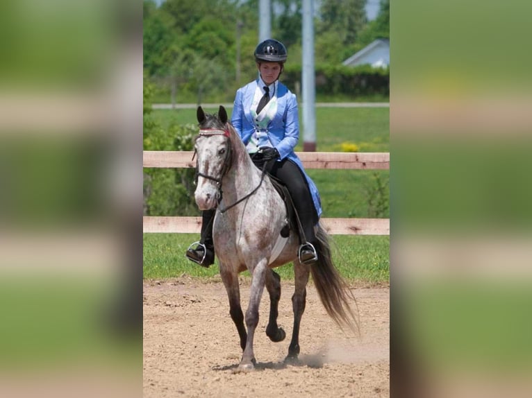 Missouri Foxtrotter Gelding 15 years 14 hh Chestnut in Whitley City KY