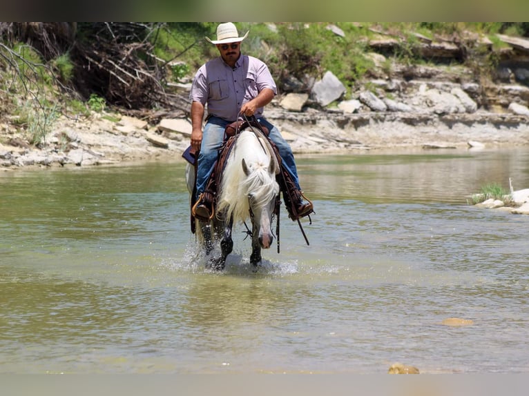 Missouri Foxtrotter Gelding 15 years 14 hh Grey in Stephenville TX