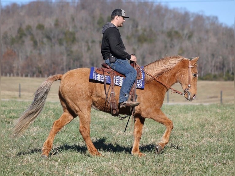 Missouri Foxtrotter Gelding 15 years 15 hh Palomino in Whitley City Ky