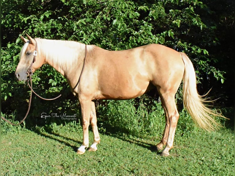 Missouri Foxtrotter Gelding 15 years 15 hh Palomino in Van Horne IA