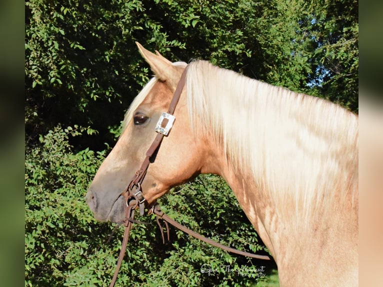 Missouri Foxtrotter Gelding 15 years 15 hh Palomino in Van Horne IA