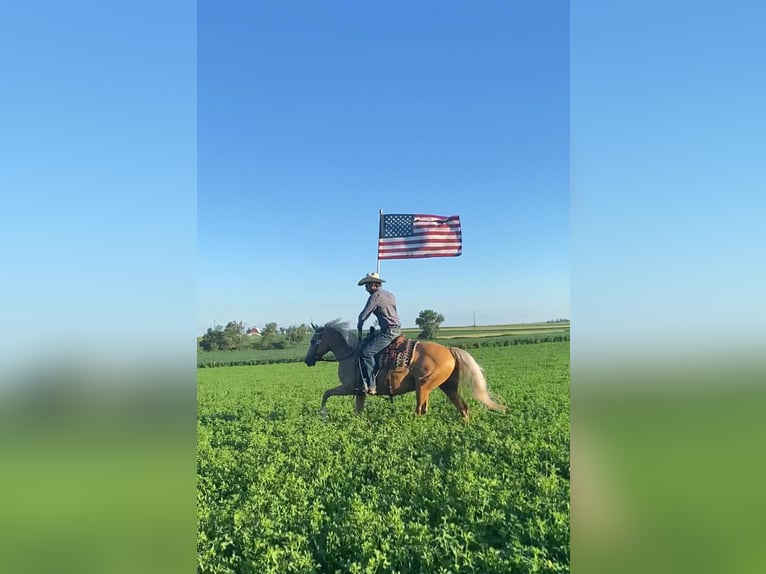 Missouri Foxtrotter Gelding 15 years 15 hh Palomino in Van Horne IA