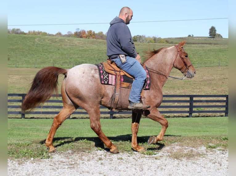 Missouri Foxtrotter Gelding 15 years Roan-Red in Mount Vernon KY