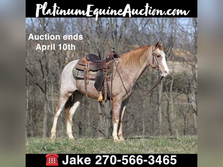 Missouri Foxtrotter Gelding 16 years 14,2 hh Roan-Red in Jamestown KY