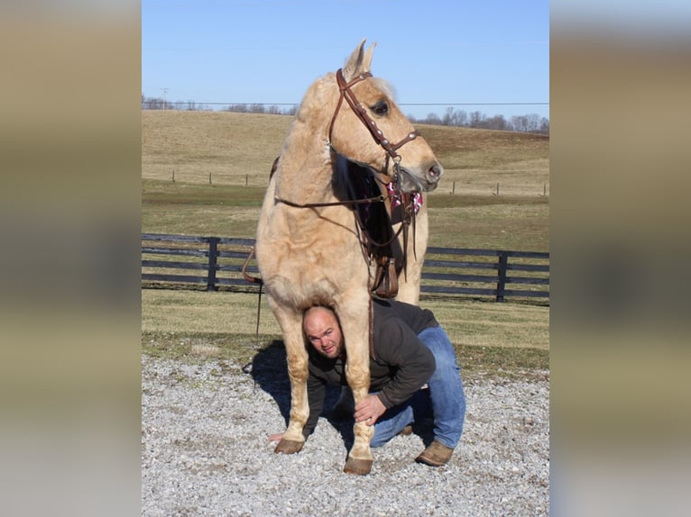 Missouri Foxtrotter Gelding 17 years 15 hh Palomino in Mount Vernon KY