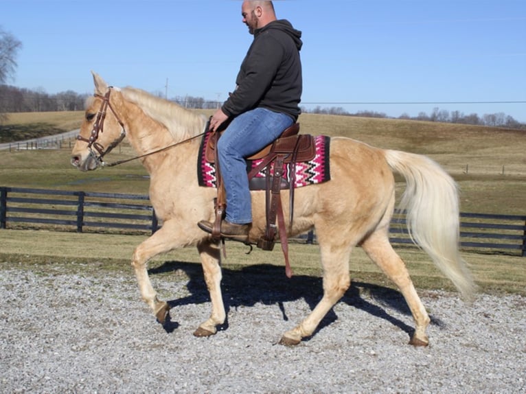 Missouri Foxtrotter Gelding 17 years 15 hh Palomino in Mount Vernon KY