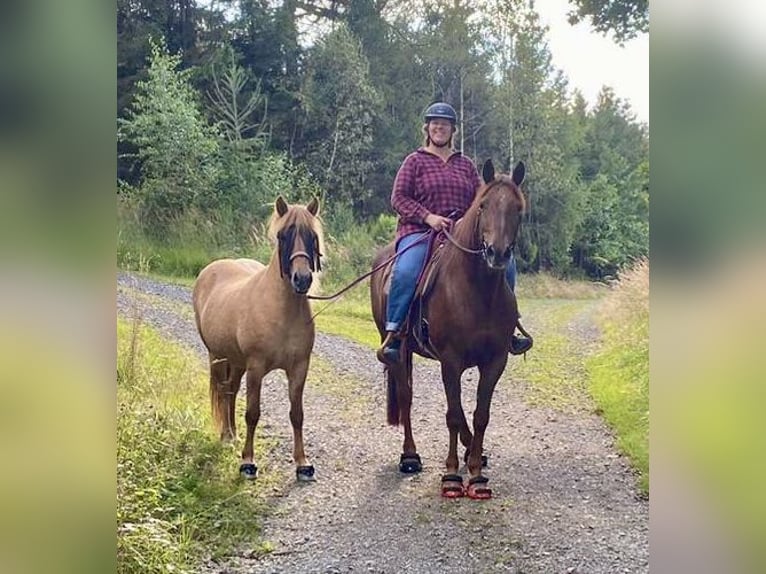 Missouri Foxtrotter Gelding 17 years 15,2 hh Chestnut-Red in Gummersbach