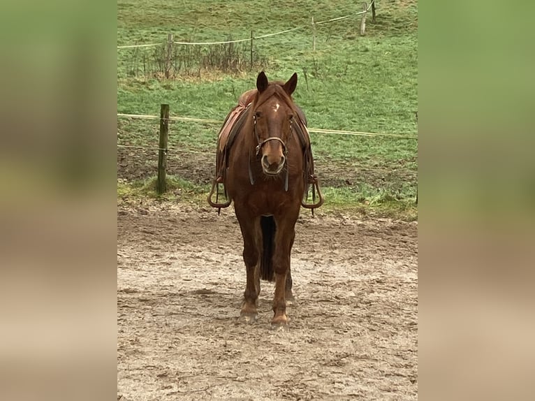 Missouri Foxtrotter Gelding 17 years 15,2 hh Chestnut-Red in Gummersbach
