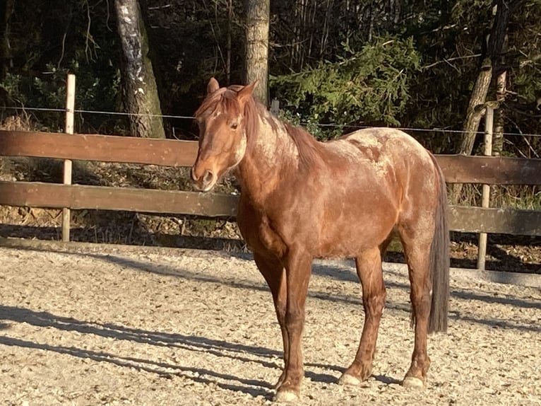 Missouri Foxtrotter Gelding 17 years 15,2 hh Chestnut-Red in Gummersbach