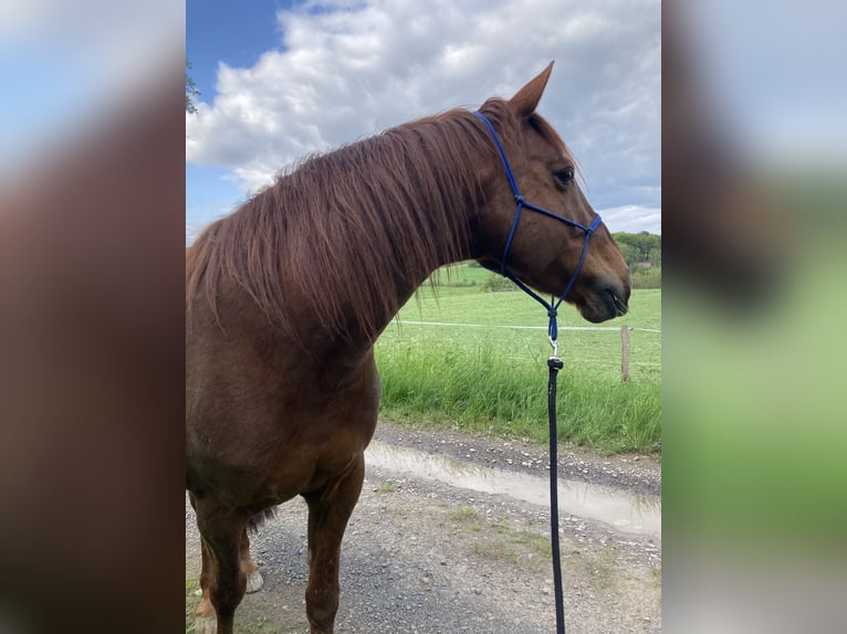 Missouri Foxtrotter Gelding 17 years 15,2 hh Chestnut-Red in Gummersbach