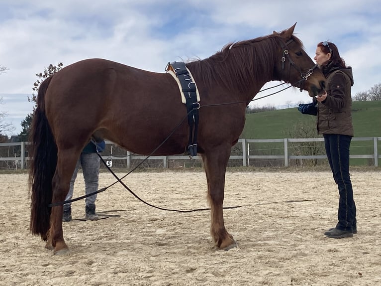 Missouri Foxtrotter Gelding 17 years 15,2 hh Chestnut-Red in Gummersbach